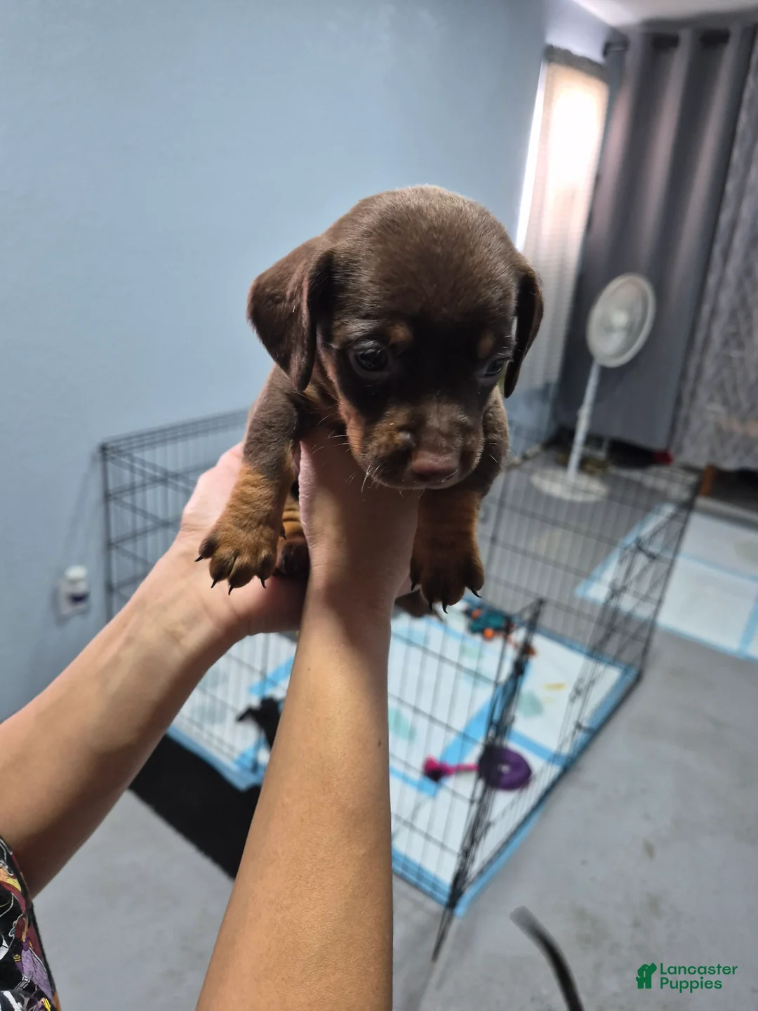 Dachshund dogs for sale: Dachshund Puppy 3 - Ad 2