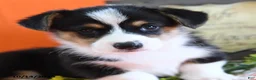 Welsh Corgi Pembroke dogs for sale: Elroy - Ad 3