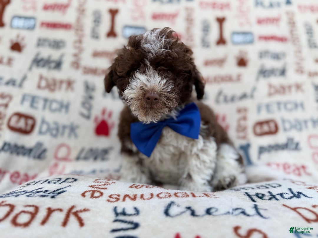 Havapoo dogs for sale: Valentino  - Ad 3