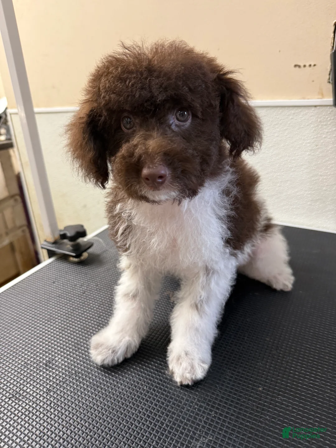 Miniature Poodle dogs for sale: Miniature Poodle 1 - Ad 1