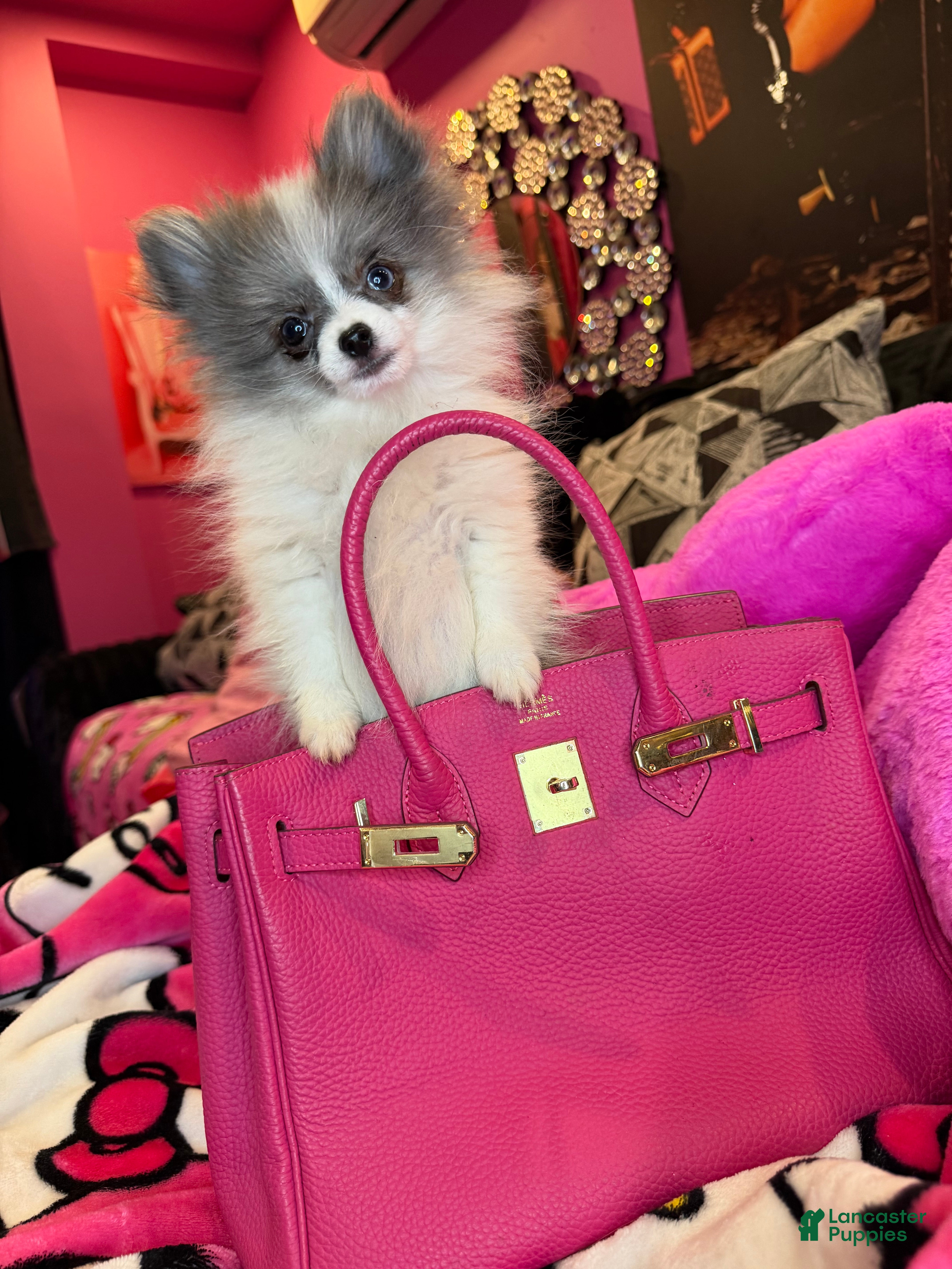 Pomeranian dogs Pomeranian Puppy 1 - Ad 2