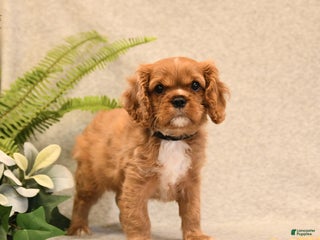 Cavalier King Charles Spaniel dogs Hershey - Ad 41