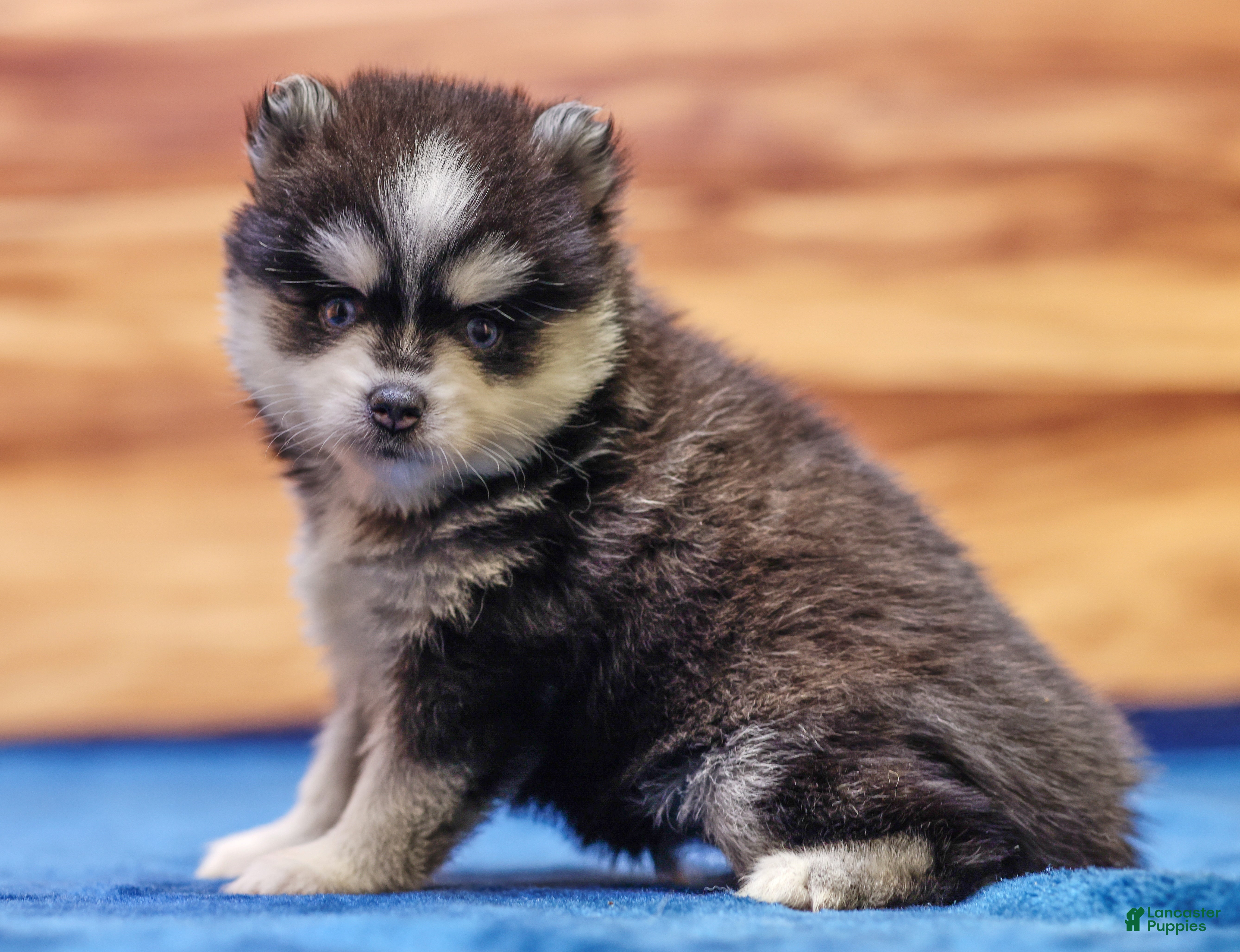 Pomsky dogs Diamond - Ad 2