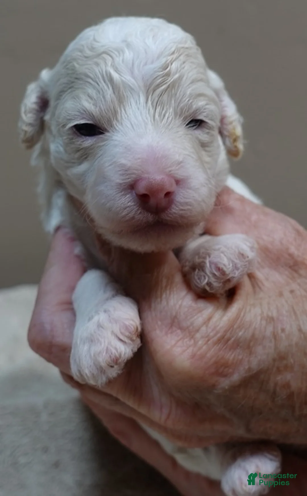 Toy Poodle dogs for sale: Effie cream parti female - Ad 1