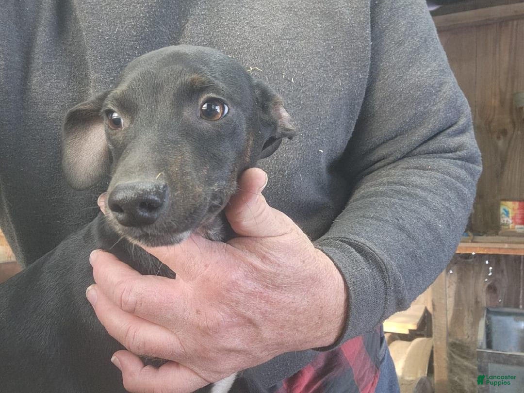 Miniature Pinscher dogs for sale: Riley - Ad 4