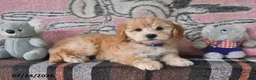 Mini Goldendoodle dogs for sale: Connie - Ad 4