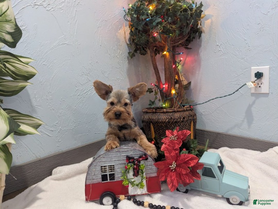 Yorkshire Terrier dogs for sale: Max - Ad 3