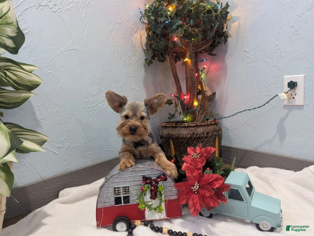 Yorkshire Terrier dogs for sale: Max - Ad 3