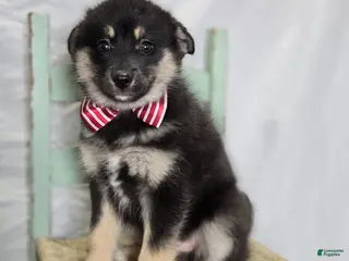 Pomsky dogs for sale: Trigger - Ad 2