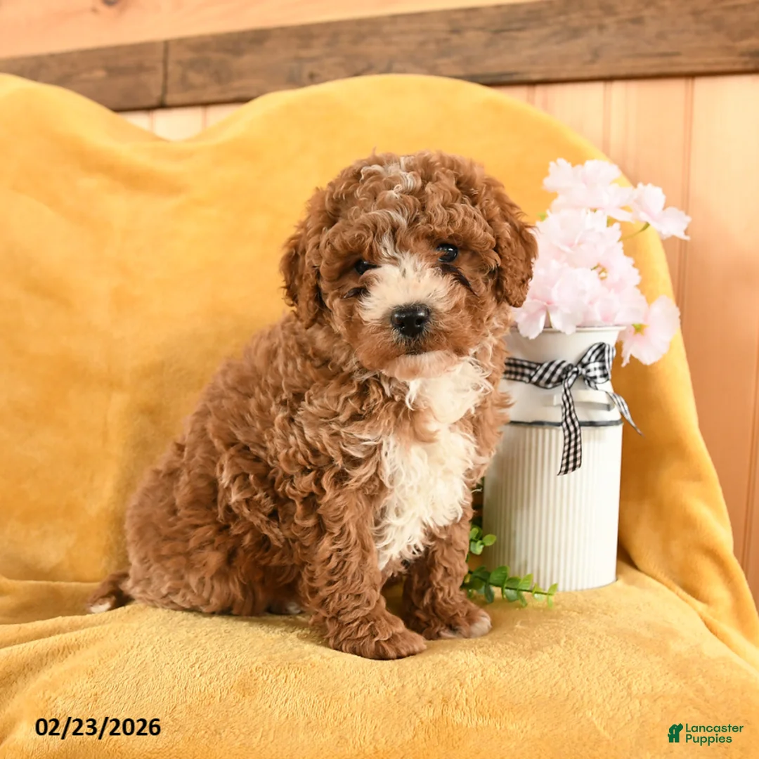 Cavapoo dogs for sale: Crash - Ad 4