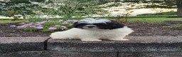 Shih Tzu dogs for sale: Theo - Ad 8