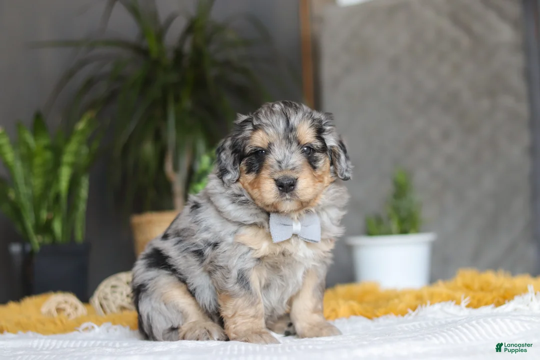 Mixed Breed dogs for sale: Blaze - Ad 2