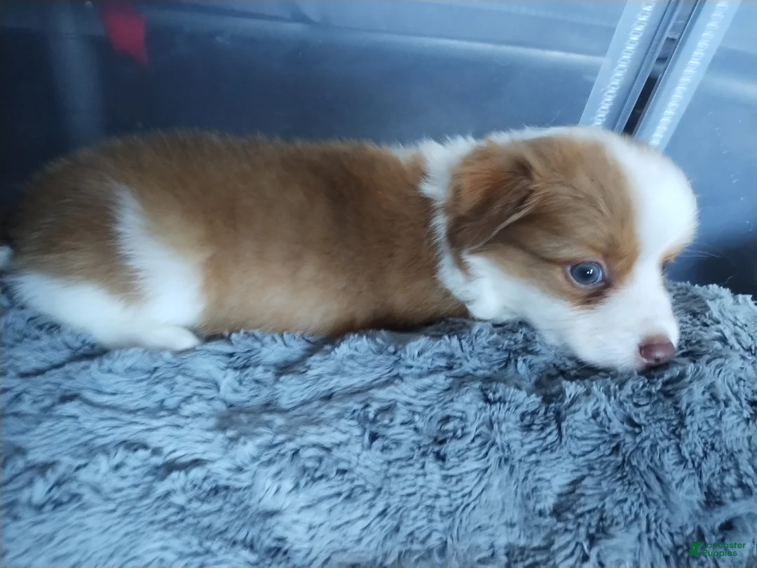 Mixed Breed dogs for sale: Nathan - Ad 2