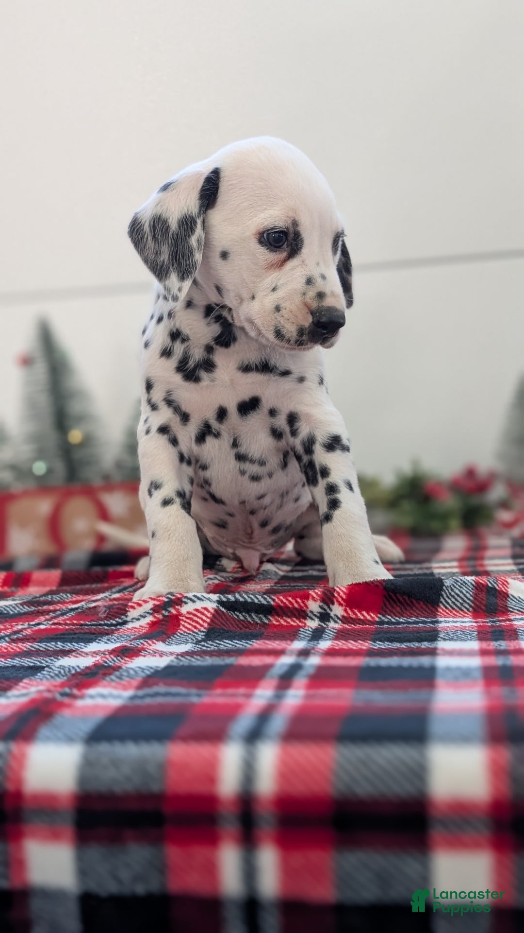 Dalmatian dogs for sale: Jack - Ad 7