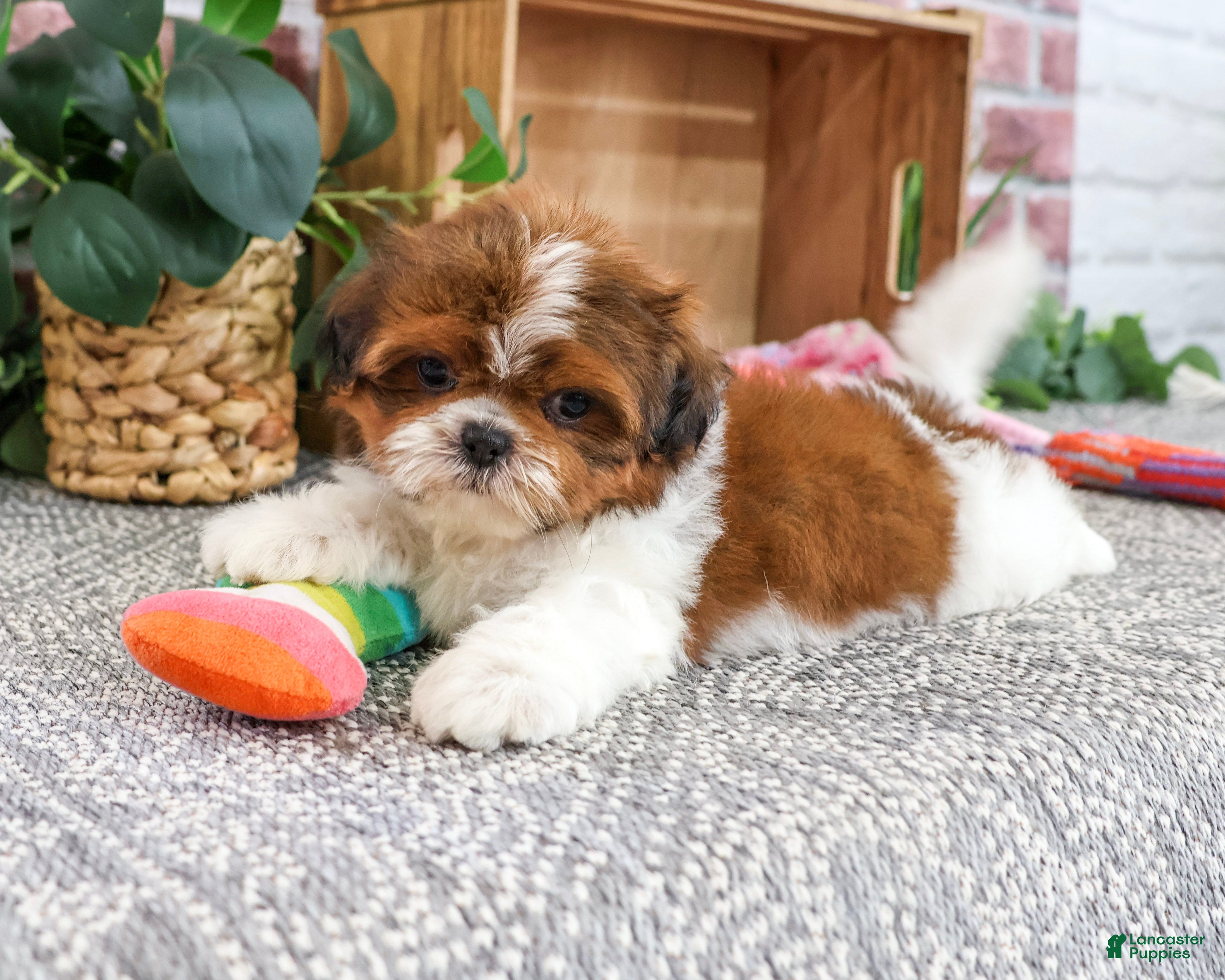 Shih Tzu dogs Marigold - Ad 11