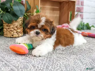 Shih Tzu dogs Marigold - Ad 42