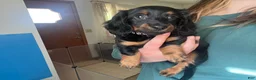 Miniature Dachshund dogs for sale: Millie - Ad 4