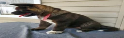 Akita dogs for sale: Nola - Ad 2