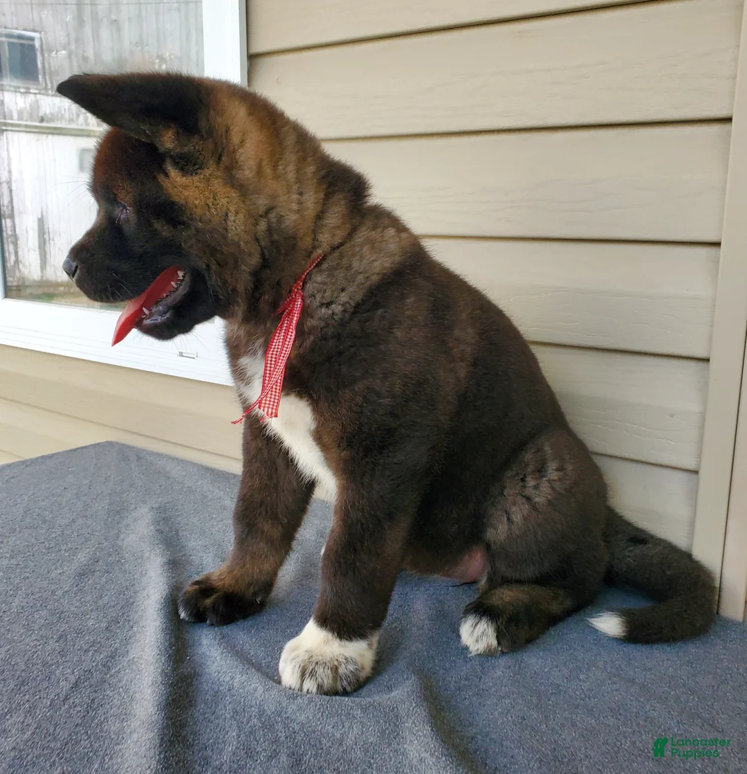 Akita dogs for sale: Nola - Ad 2