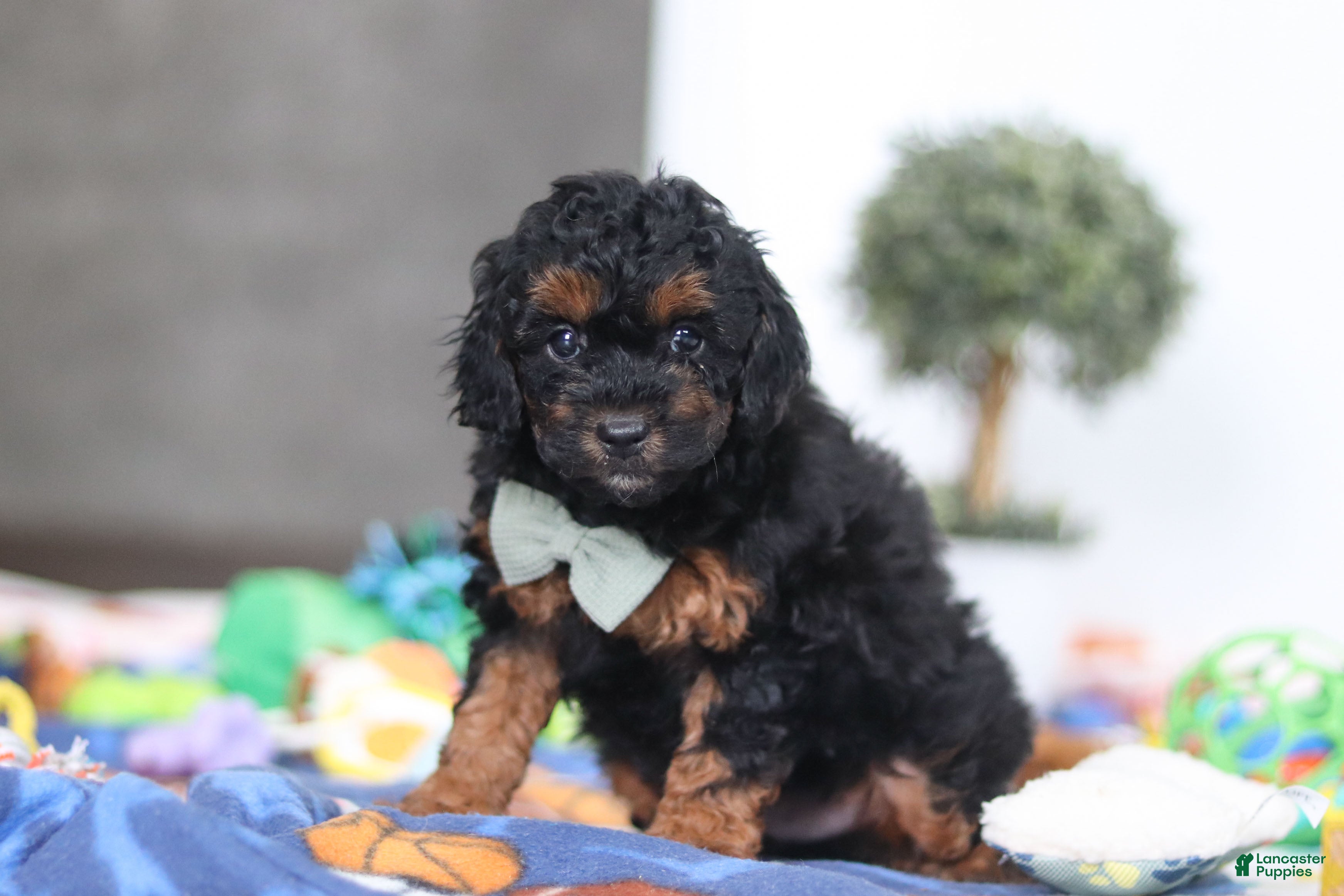 Miniature Poodle dogs Casey - Ad 2