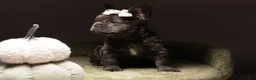 French Bulldog dogs for sale: BLU - Ad 7