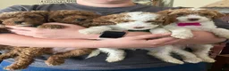 Miniature Poodle dogs for sale: Mocha - Ad 14