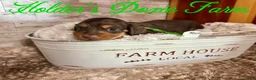 Miniature Dachshund dogs for sale: Bashful - Ad 3