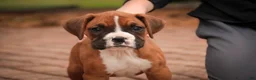 Boxer dogs for sale: Tara - Ad 5