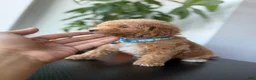 Toy Poodle dogs for sale: Gucci - Ad 3