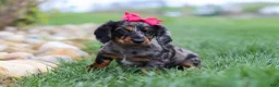 Miniature Dachshund dogs for sale: Lucy - Ad 7