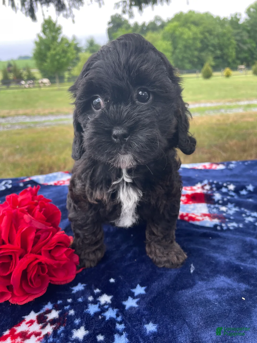 Shihpoo dogs for sale: Sheila - Ad 1