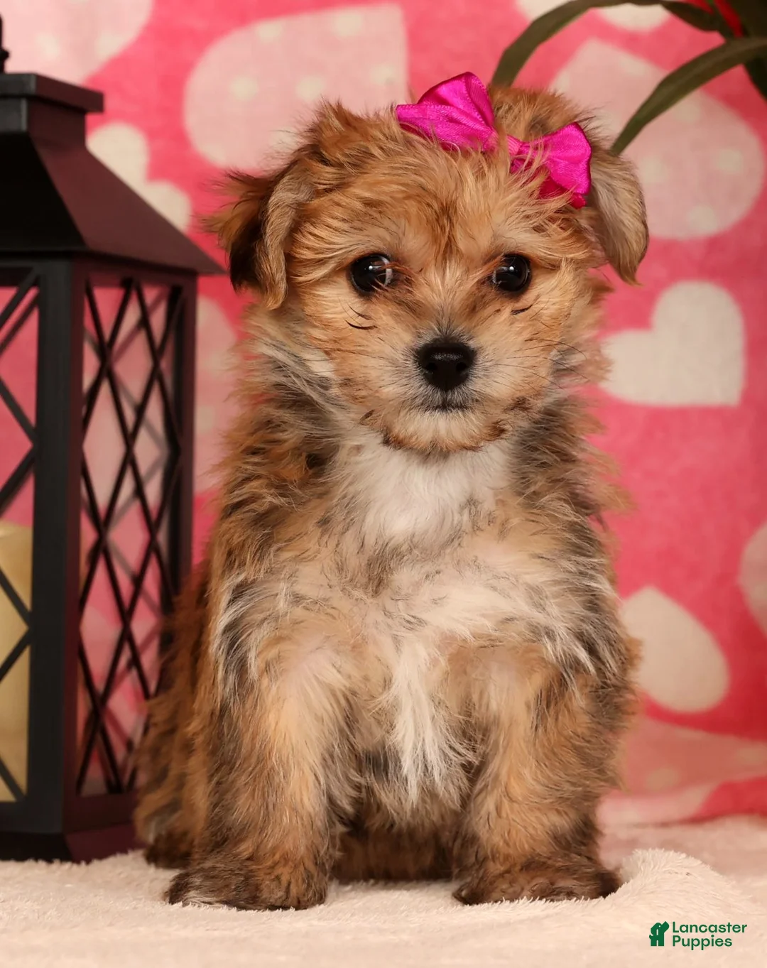 Yochon dogs for sale: Taylor - Ad 2