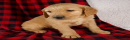 Golden Retriever dogs for sale: Tucker - Ad 5