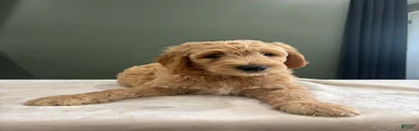 Goldendoodle 4