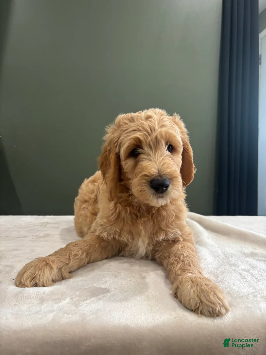 Goldendoodle dogs for sale: Goldendoodle 4 - Ad 1