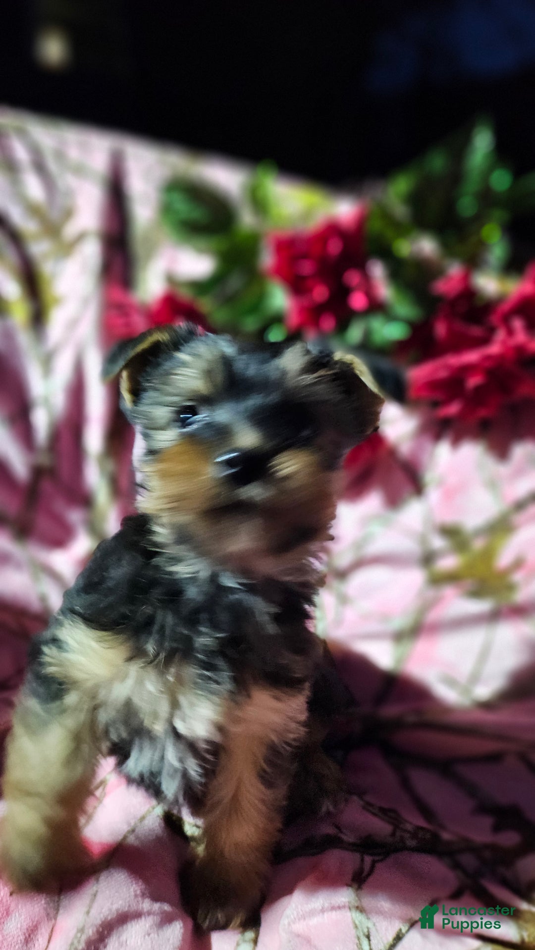 Morkie dogs for sale: Jan - Ad 6