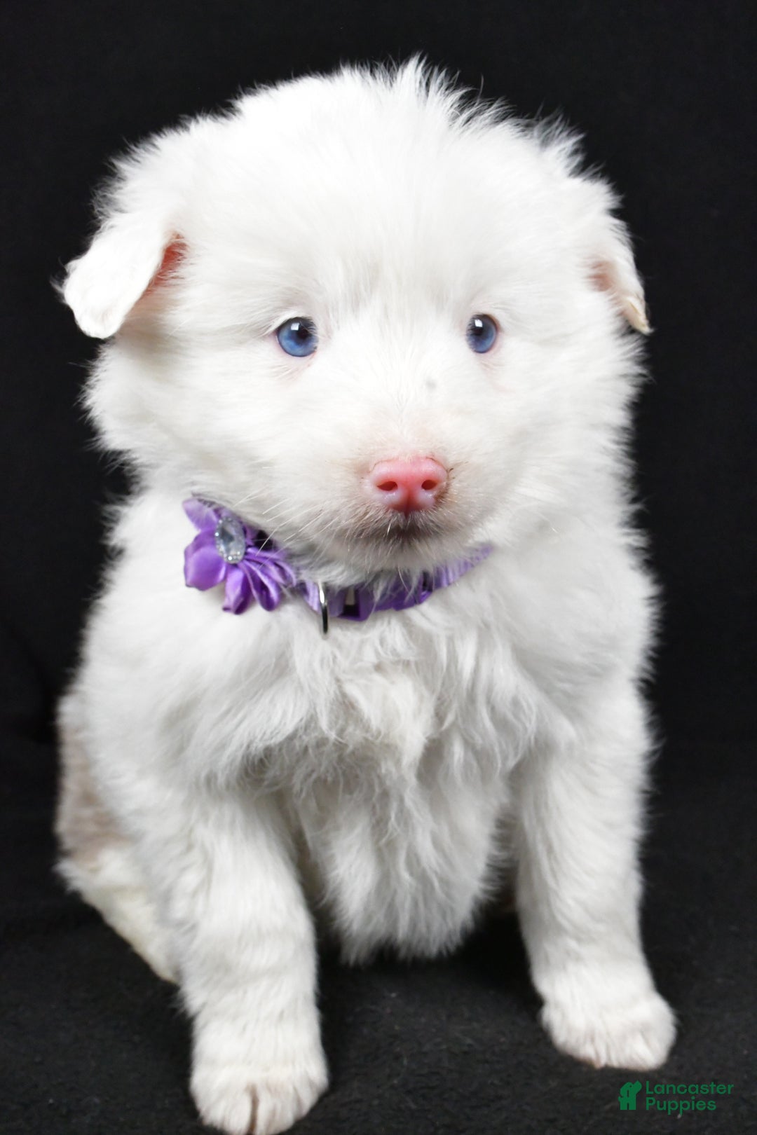 Toy Australian Shepherd dogs for sale: Bailey - Ad 3