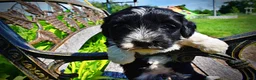 Havapoo dogs for sale: Havapoo Puppy 3 - Ad 6