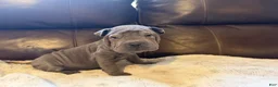 Shar Pei dogs for sale: Scarlett - Ad 4
