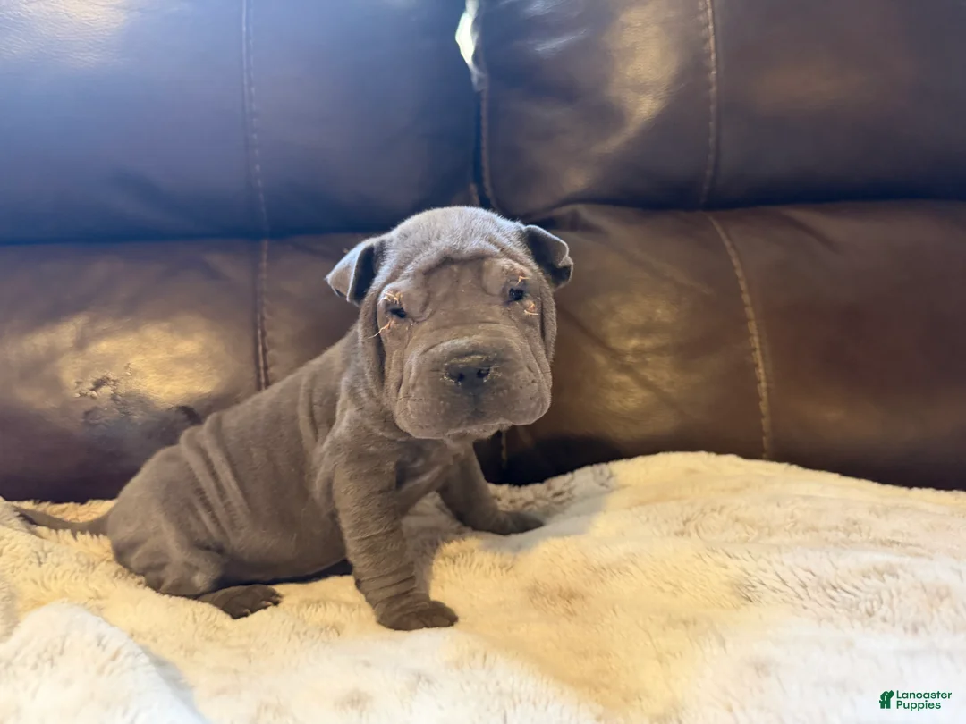 Shar Pei dogs for sale: Scarlett - Ad 4