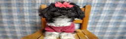 Maltipoo dogs for sale: Korean Teddybear Elio  - Ad 1