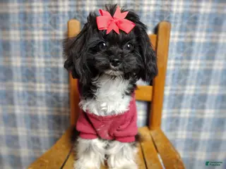 Maltipoo dogs Korean Teddybear Elio - Ad 8