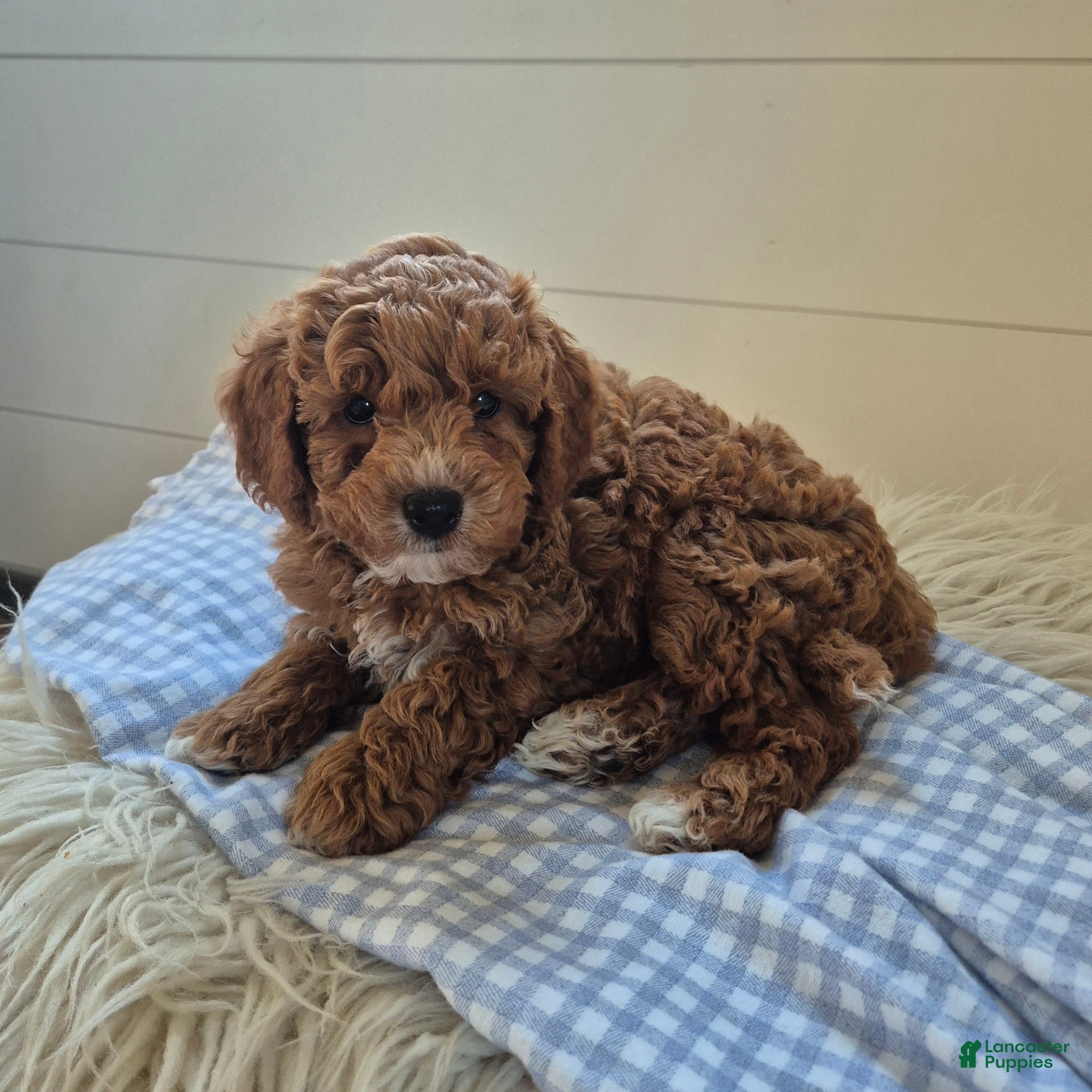 Cockapoo dogs for sale: River - Ad 23