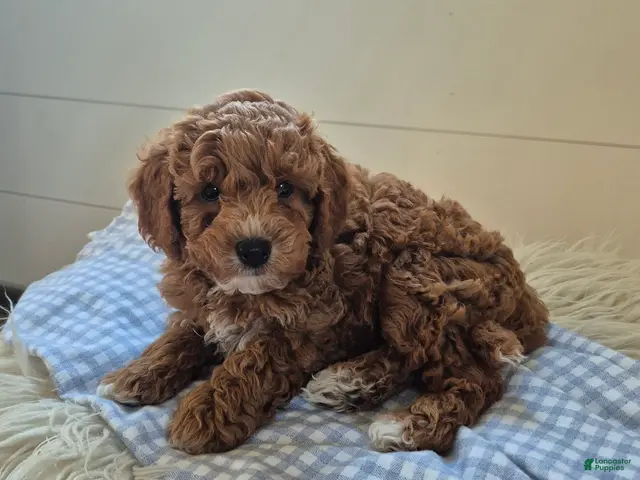 Cockapoo dogs for sale: River - Ad 23