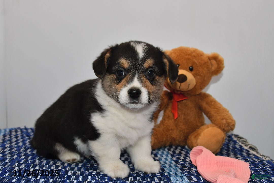 Welsh Corgi Pembroke dogs for sale: Maverick - Ad 1