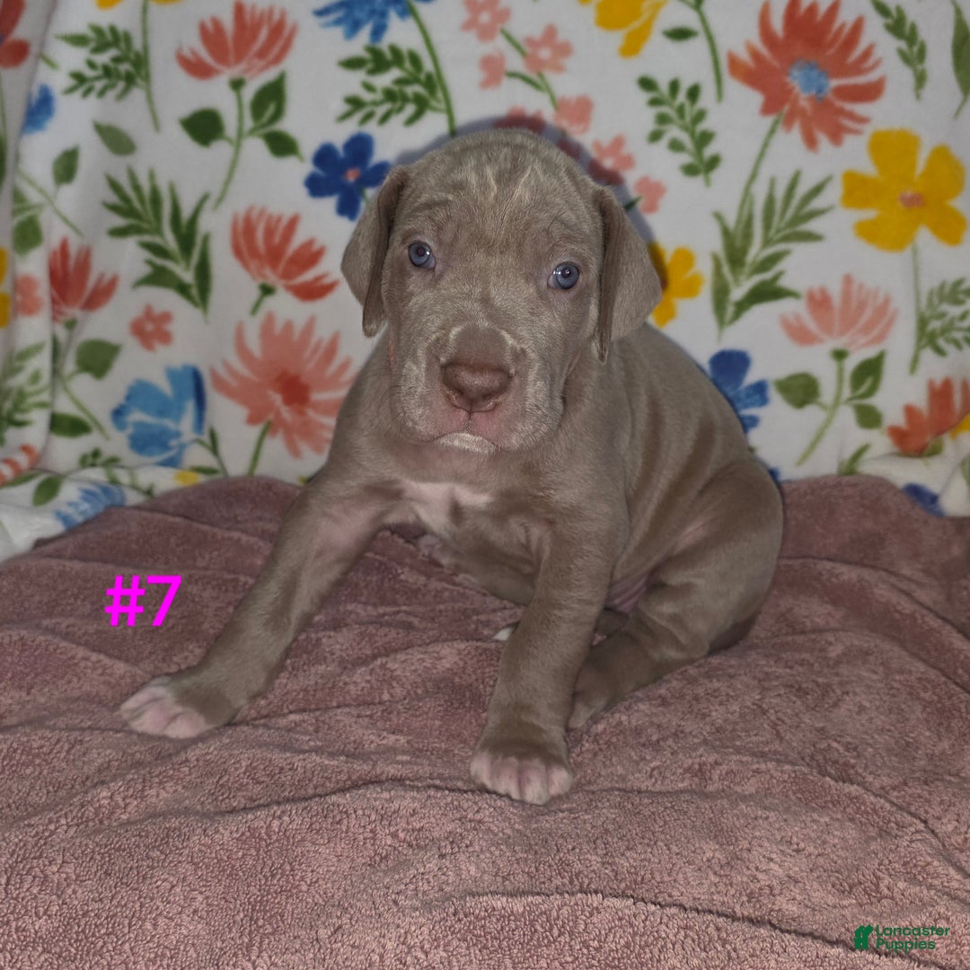Great Dane dogs for sale: Great Dane Puppy 7 - Ad 2