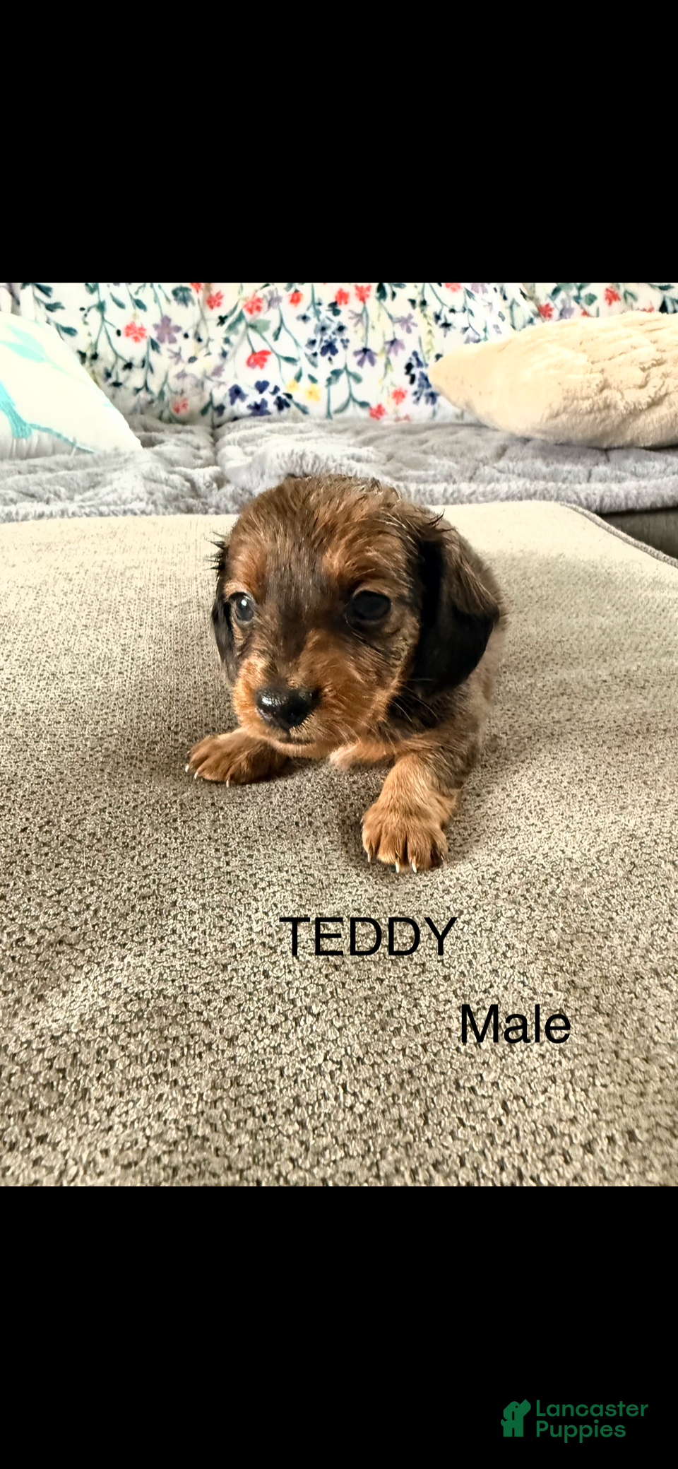 Dalmatian dogs Teddy - Ad 1