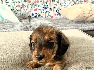 Dachshund dogs for sale: Teddy - Ad 3