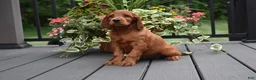 Irish Setter dogs for sale: Annie - Ad 1