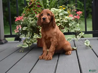 Irish Setter dogs for sale: Annie - Ad 4